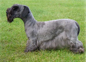 BIS - Cesky TC, 2007; CAC - Czech Cesky TC Show, 2007; BOB - Driffield 2007 Nadherna Nina Ridley